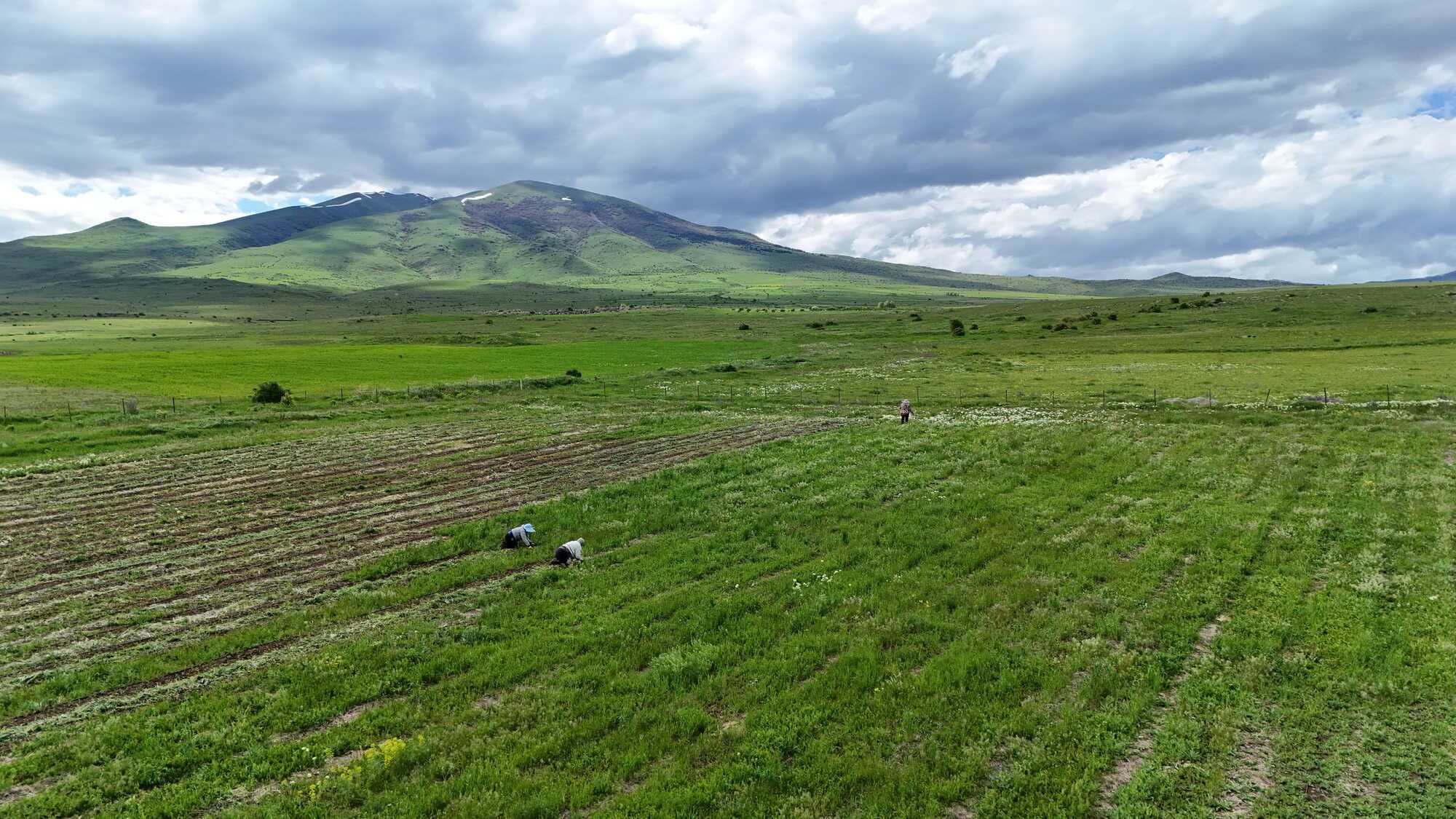 Հայլենդի ֆերմայի դաշտը լեռների ֆոնին